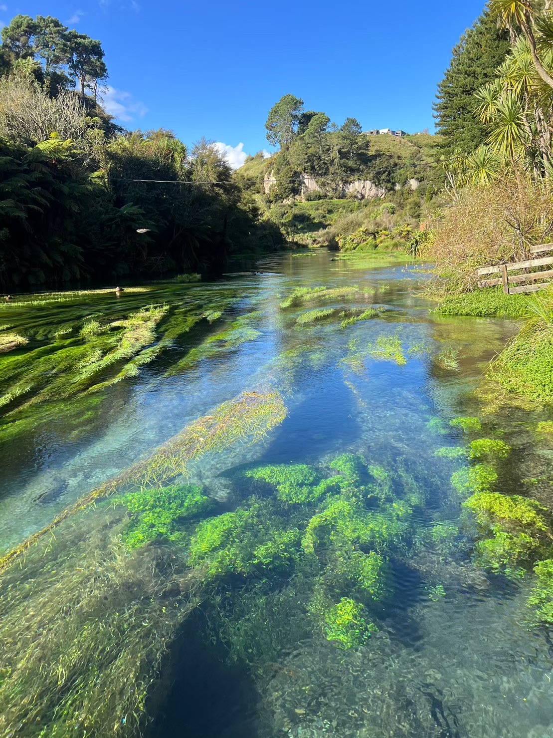 [紐西蘭 景點]北島必去景點—藍泉Blue Spring，此水只有天上有