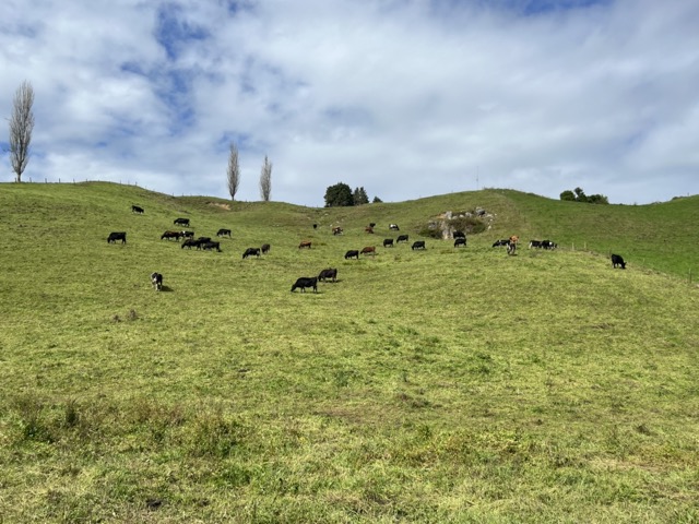 紐西蘭14天北島南島行程心得總結